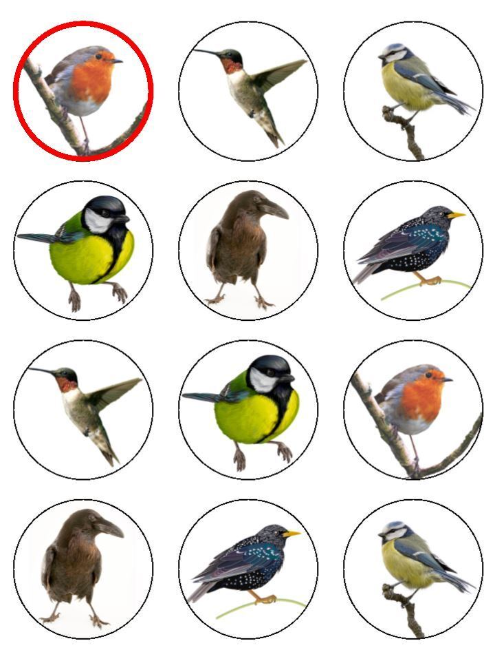 British garden birds bird watching Wildlife Edible Printed Cupcake Toppers Icing Sheet of 12 Toppers