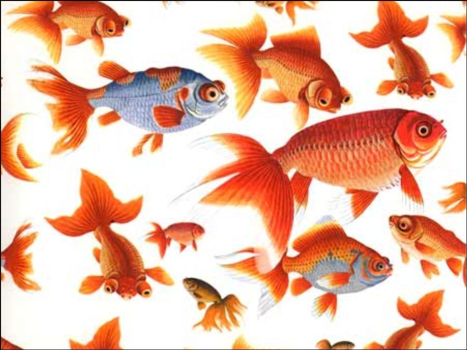 Goldfish Gold Fish Pet background edible Printed Cake Decor Topper Icing Sheet  Toppers Decoration