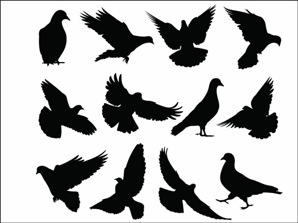 pigeons silhouette plants nature Edible Printed Cake Decor Topper Icing Sheet Toppers Decoration