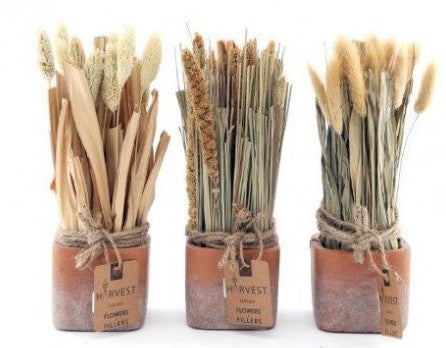 Dried Grass Bunches in pots - Sold singly  - Perfect for planters - The Cooks Cupboard Ltd