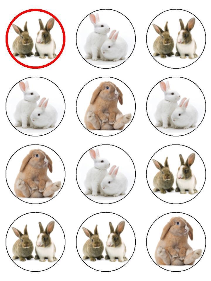 Rabbit Pets cute fluffy Cake  Edible edible printed Cupcake Toppers Icing Sheet of 12 Toppers