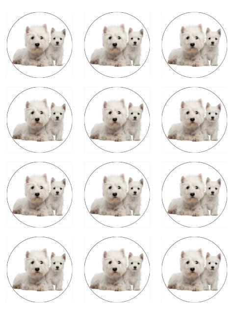 West Highland Westie  edible  printed Cupcake Toppers Icing Sheet of 12 Toppers
