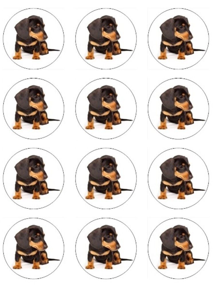 Dachshund Dog puppy  edible  printed Cupcake Toppers Icing Sheet of 12 Toppers
