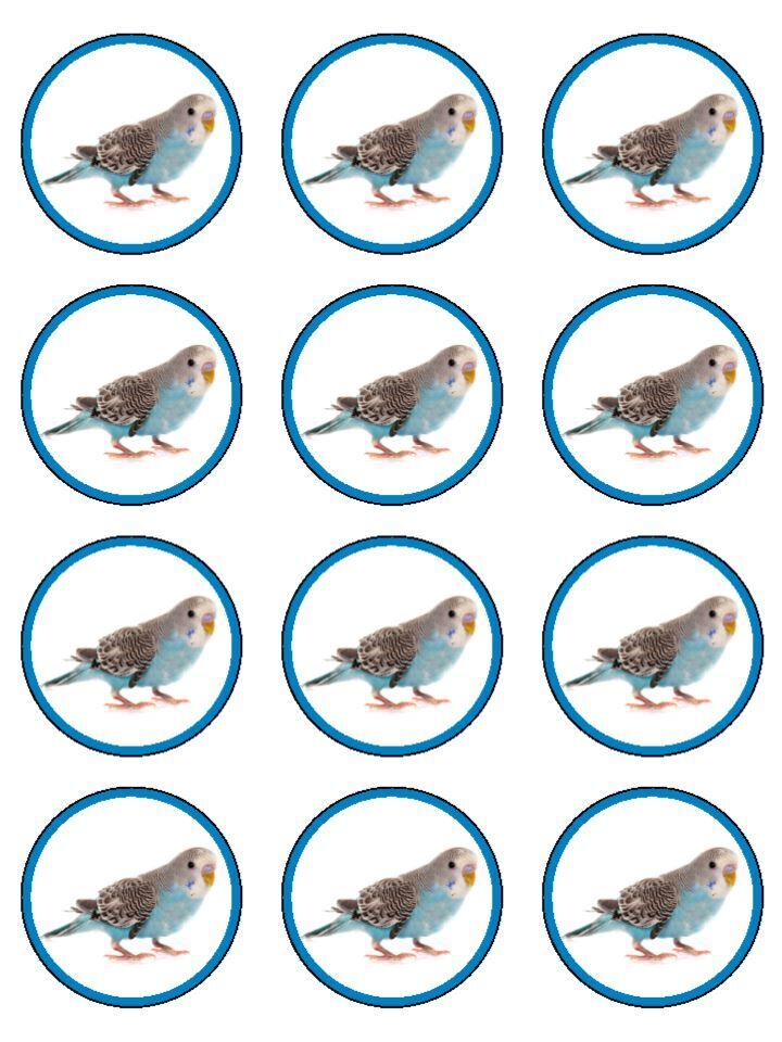 Blue budgie bird pet Edible Printed Cupcake Toppers Icing Sheet of 12 Toppers