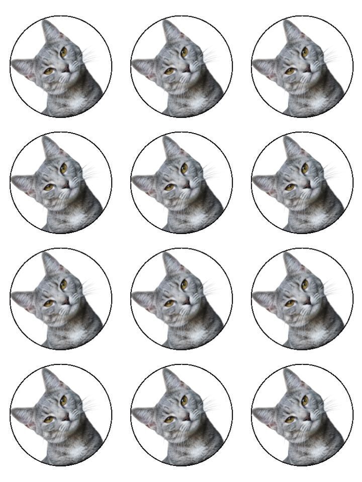 Kitten Cat Grey Cute Kitty Edible Printed Cupcake Toppers Icing Sheet of 12 Toppers