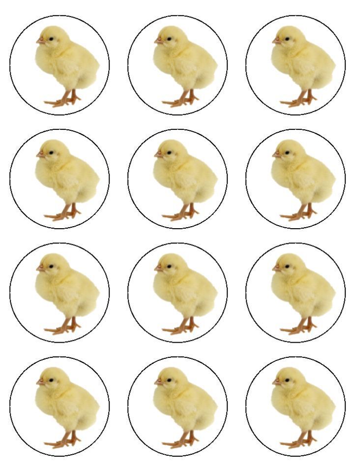 Baby chick chicken yellow chick Edible Printed Cupcake Toppers Icing Sheet of 12 Toppers