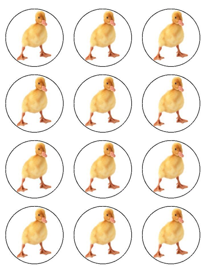 Baby chick chicken yellow chick Edible Printed Cupcake Toppers Icing Sheet of 12 Toppers Edible Printed Cupcake Toppers Icing Sheet of 12 Toppers