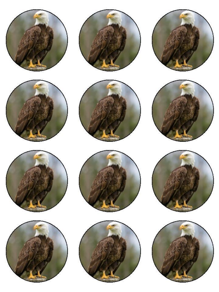 Eagle bird of prey edible Edible Printed Cupcake Toppers Icing Sheet of 12 Toppers