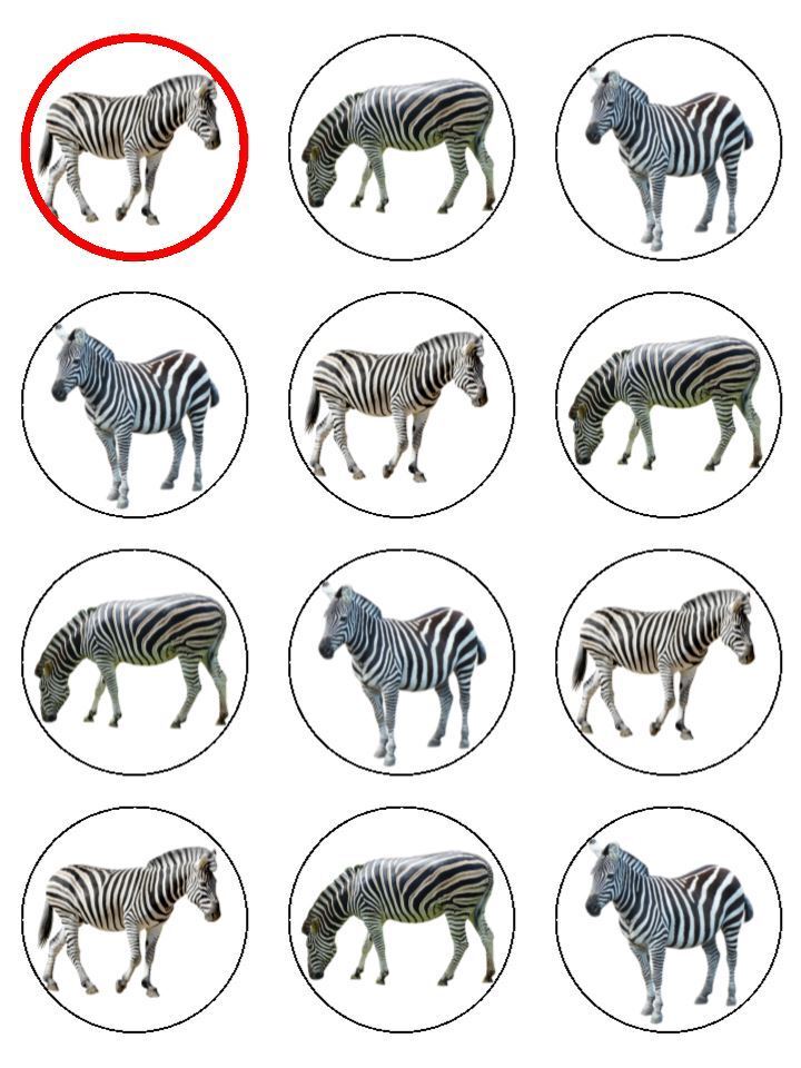 Zebra Zoo Animal Stripe Black White  edible printed Cupcake Toppers Icing Sheet of 12 Toppers