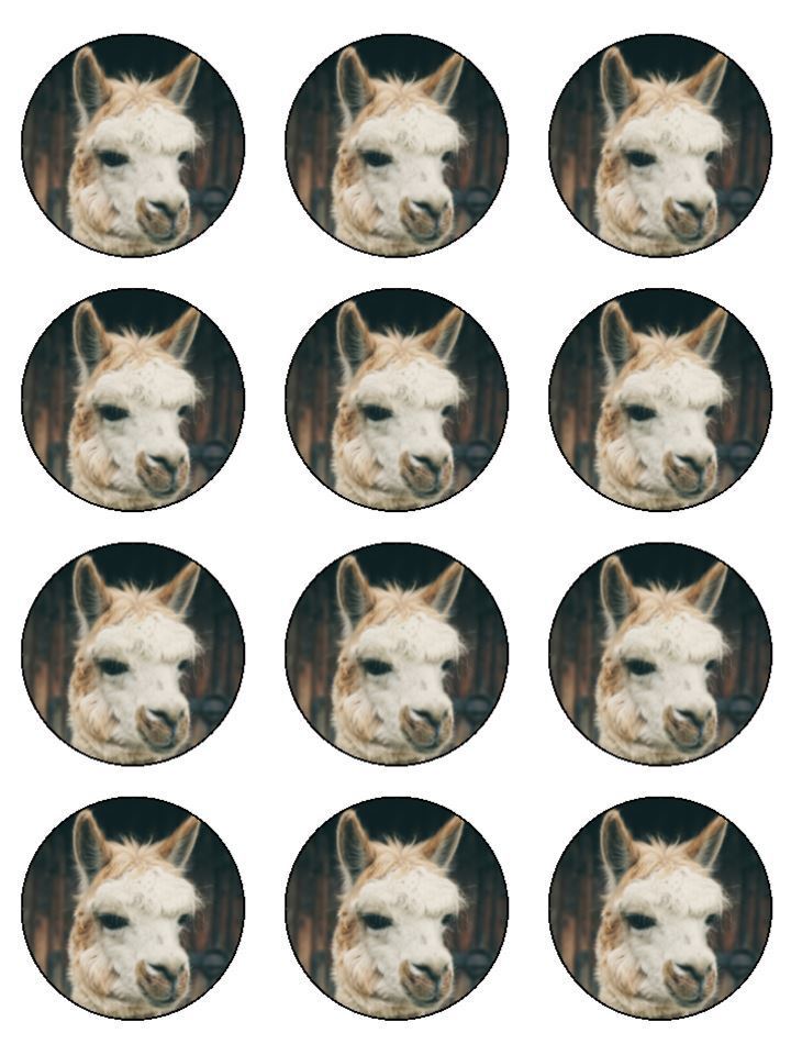 Realistic photo LLama Lama funny edible printed Cupcake Toppers Icing Sheet of 12 Toppers