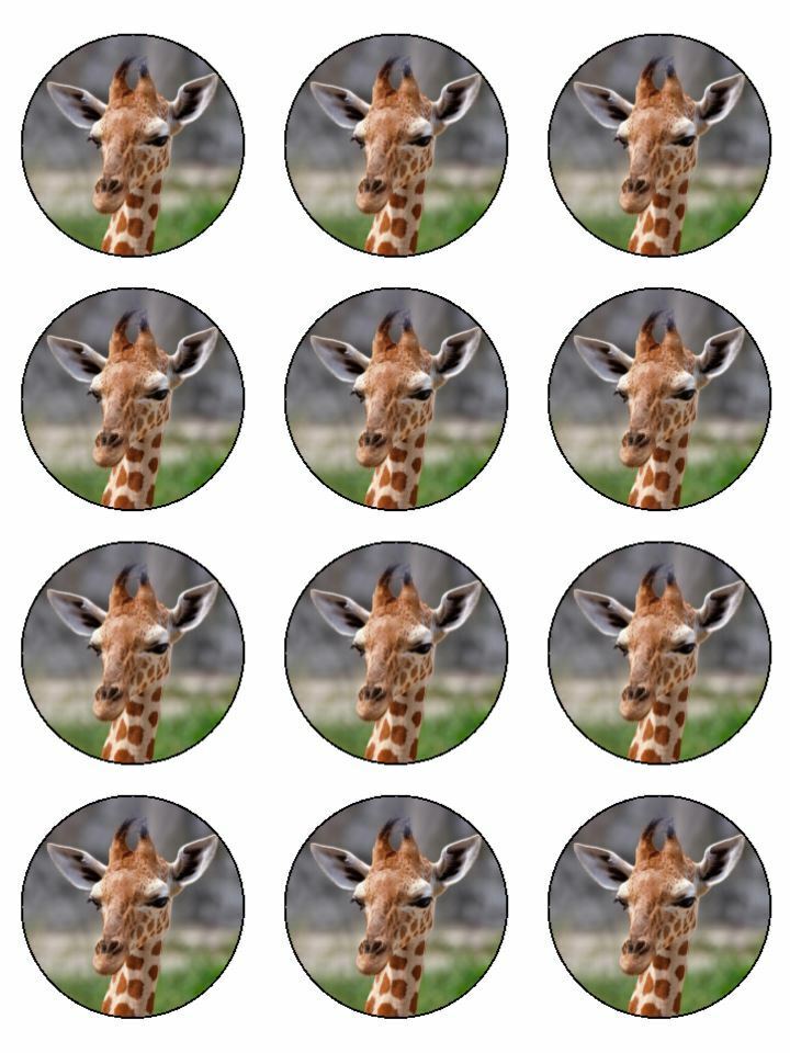 cute animal zoo giraffe topper wild edible printed Cupcake Toppers Icing Sheet of 12 Toppers