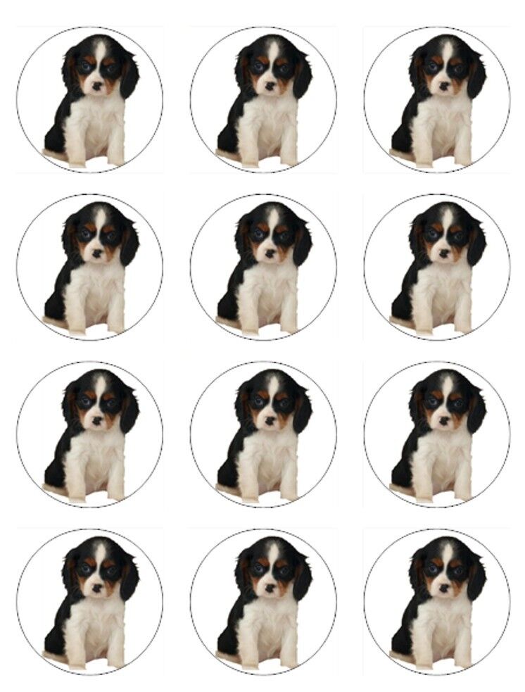King Charles Spaniel puppy dog  edible  printed Cupcake Toppers Icing Sheet of 12 Toppers