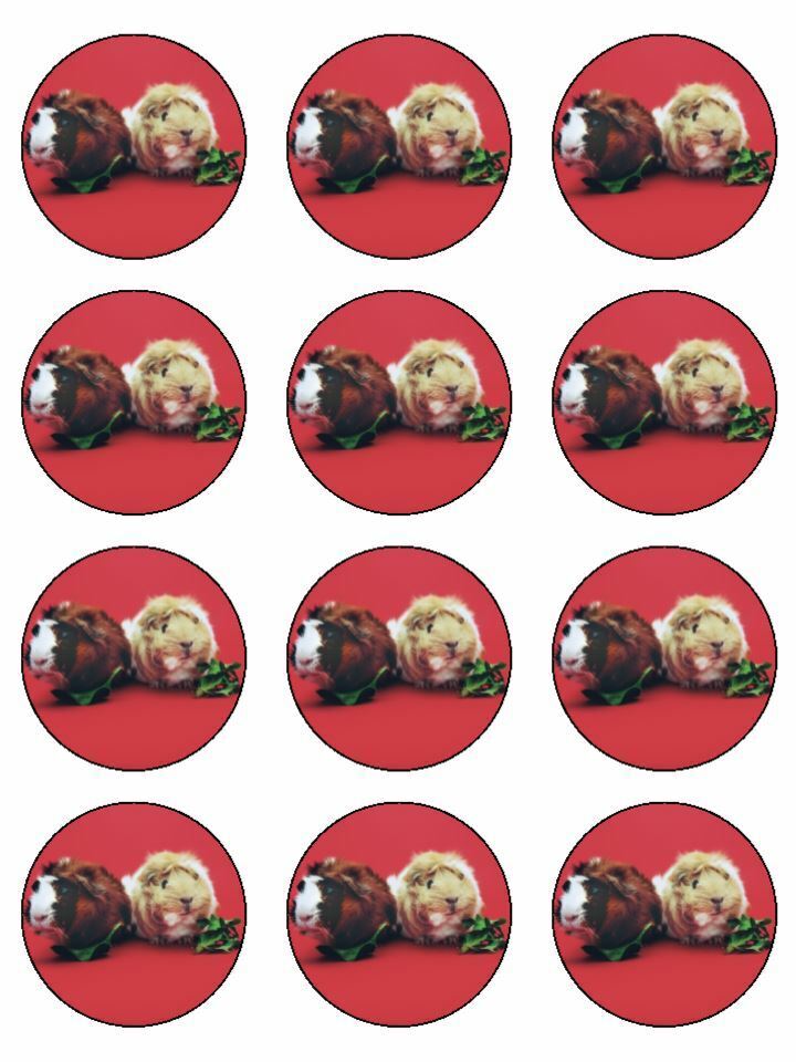 Cute fluffy Guinea Pig Pigs  edible printed Cupcake Toppers Icing Sheet of 12 Toppers