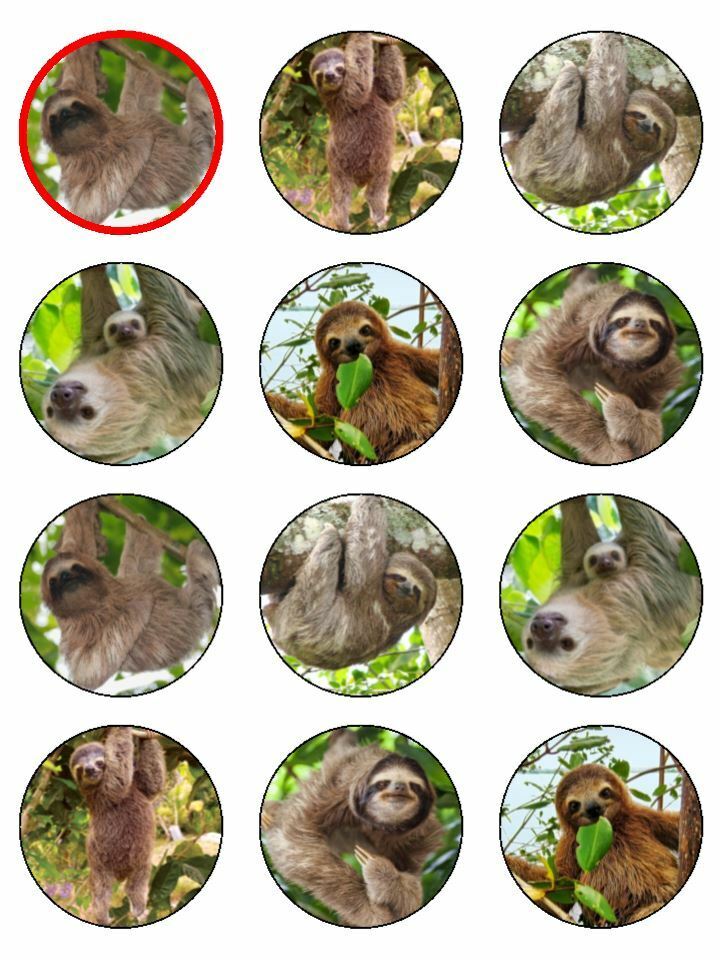 Sloth Cute Sloth Animal Nature edible printed Cupcake Toppers Icing Sheet of 12 Toppers