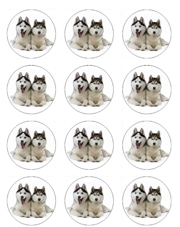 Husky dog cute   edible  printed Cupcake Toppers Icing Sheet of 12 Toppers