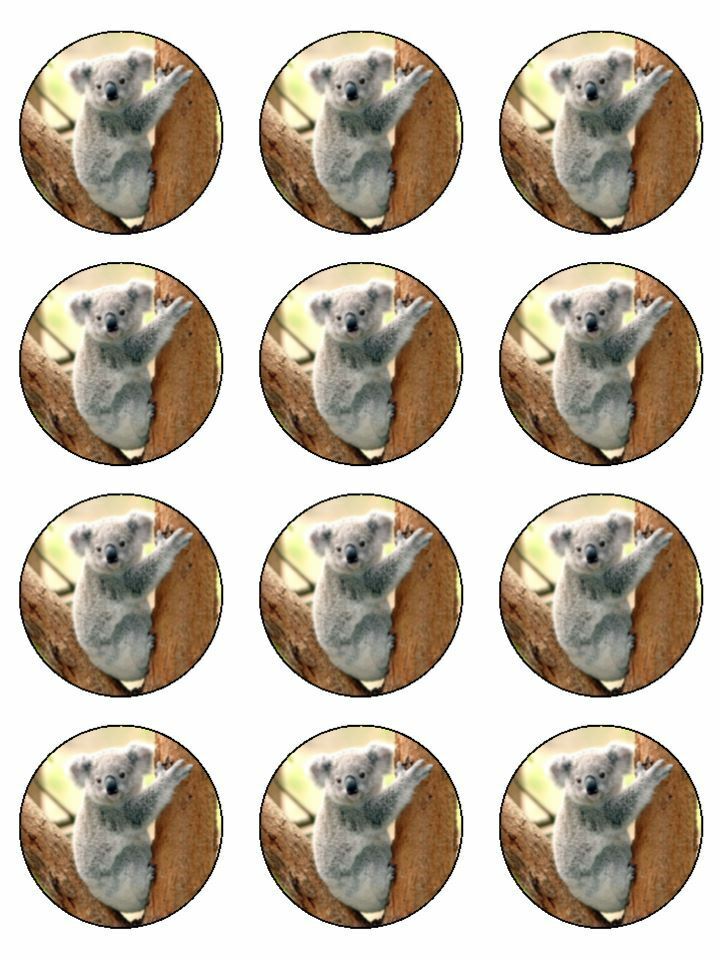 Koala Koala bear wild animal edible printed Cupcake Toppers Icing Sheet of 12 Toppers