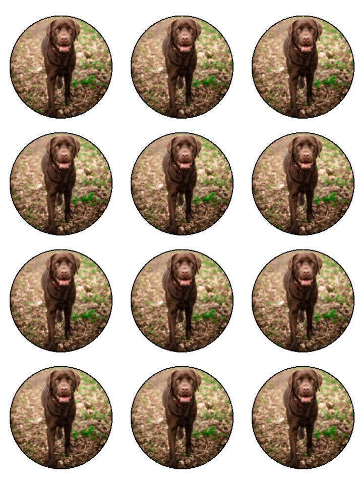 Labrador Chocolate Brown Lab Dog cute Edible Printed Cupcake Toppers Icing Sheet of 12 Toppers