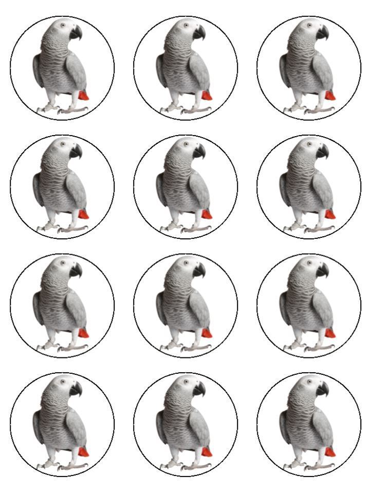 Grey African parrot pet bird Edible Printed Cupcake Toppers Icing Sheet of 12 Toppers