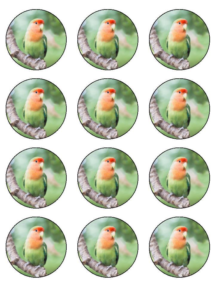 Parrot bird flying edible Edible Printed Cupcake Toppers Icing Sheet of 12 Toppers