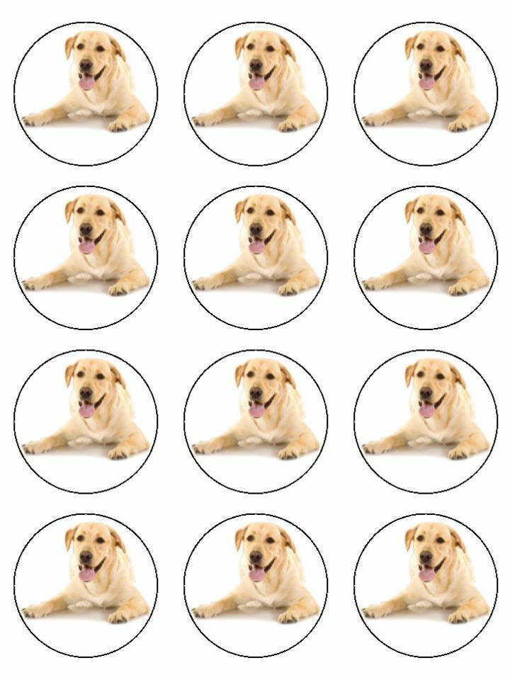 Labrador Cream puppy cute dog  edible  printed Cupcake Toppers Icing Sheet of 12 Toppers