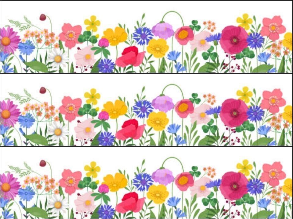 Colourful wild flowers Ribbon Border Edible Printed Icing Sheet Cake Topper