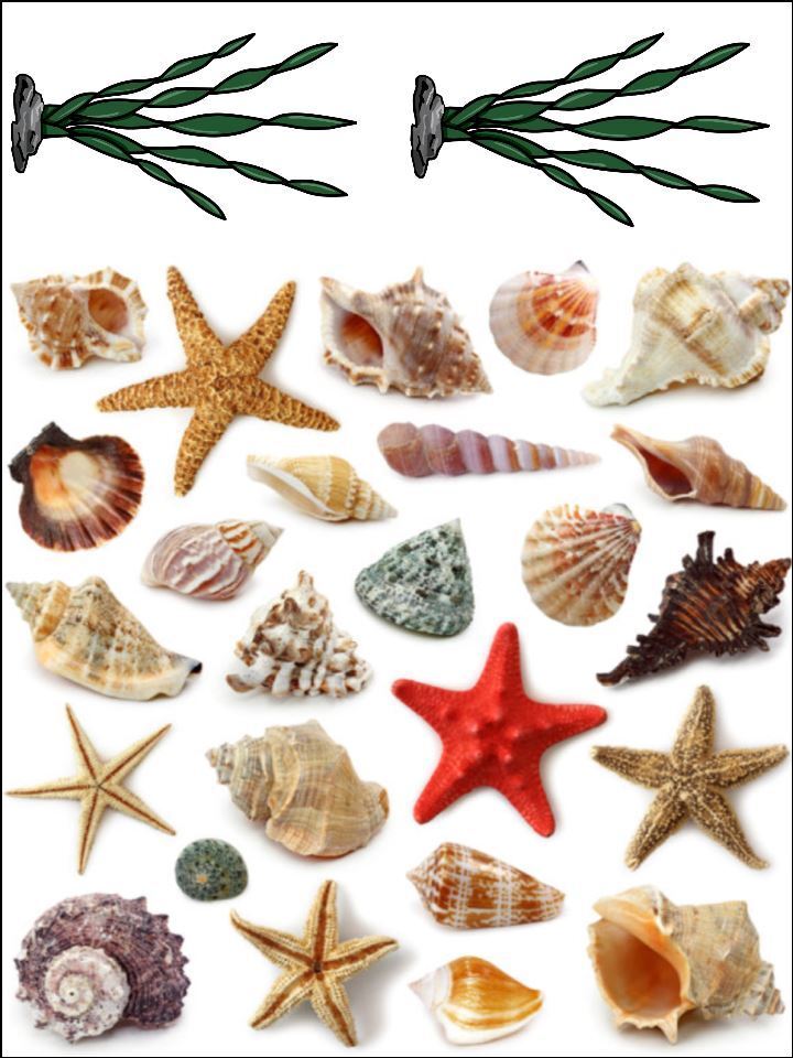 Sea shells sea weed shell background edible Printed Cake Decor Topper Icing Sheet  Toppers Decoration