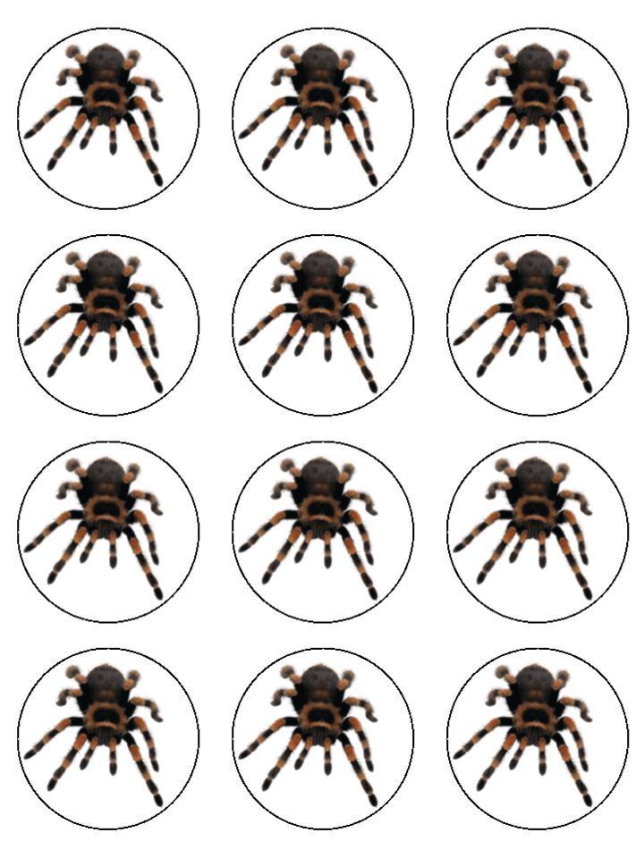 tarantula spider animal pet  Edible Printed Cupcake Toppers Icing Sheet of 12 Toppers