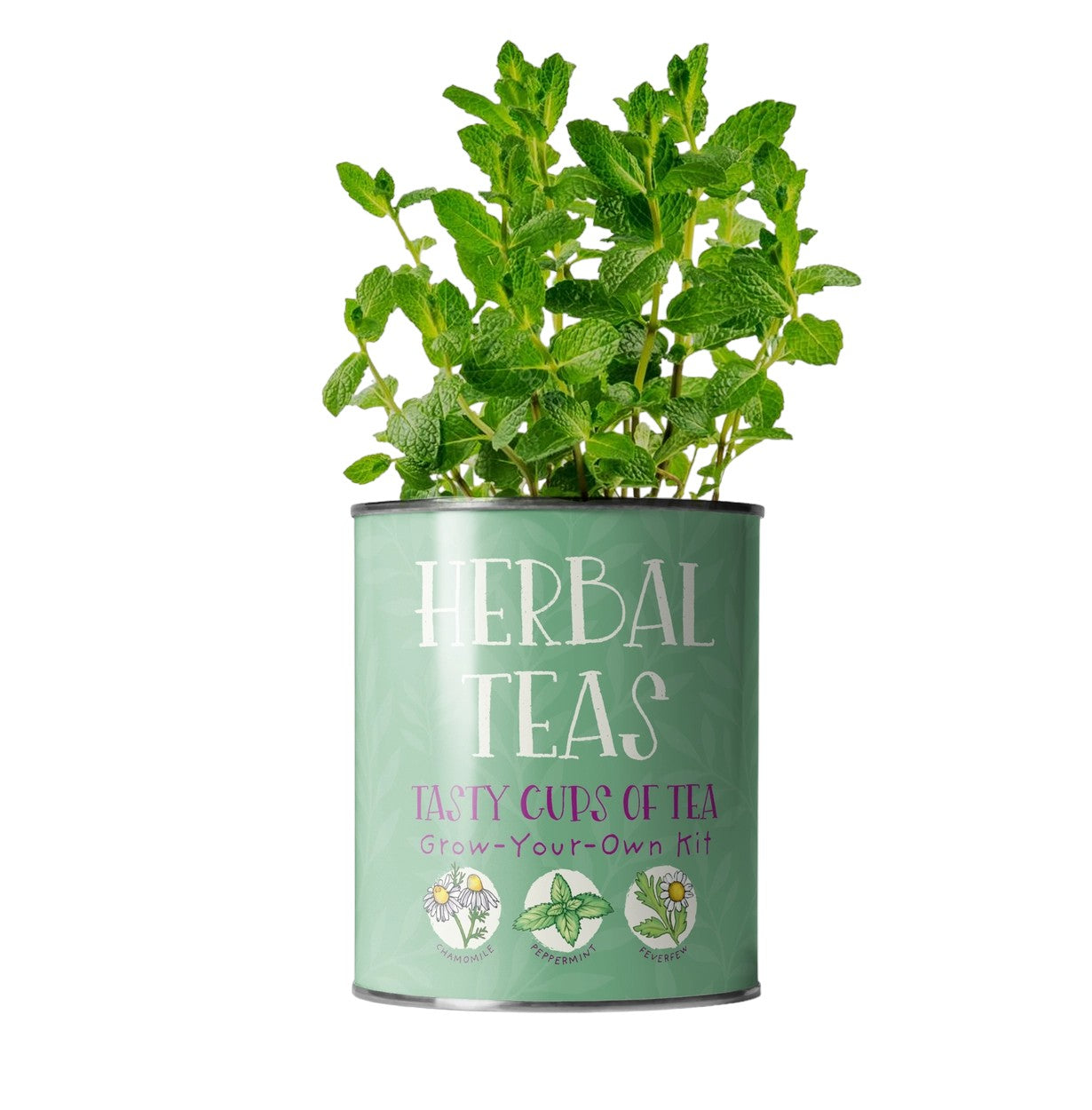 Herbal Teas Grow Your Own Herbs Plant Tin Kit Gardening Gift