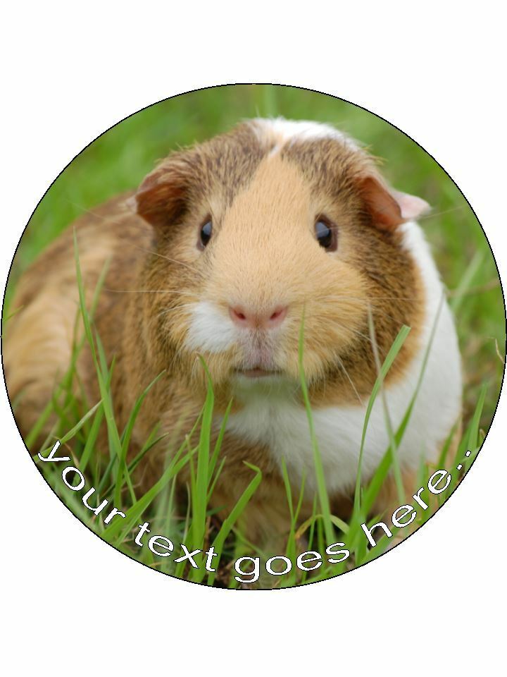 Guinea Pig Pet Cute in Grass Personalised Edible Cake Topper Round Icing Sheet - The Cooks Cupboard Ltd