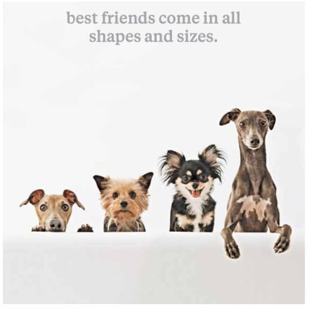 Greeting Card with Envelope - Best Friends come in all Shapes and Sizes - Dog Themed greeting card