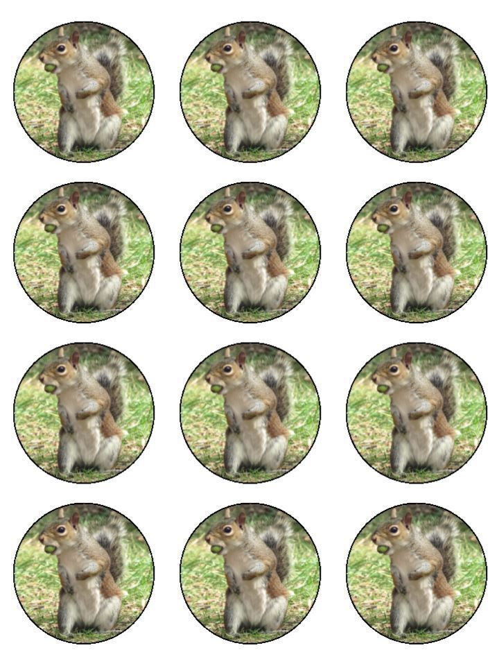 Squirrel animal nuts wildlife Edible Printed Cupcake Toppers Icing Sheet of 12 Toppers