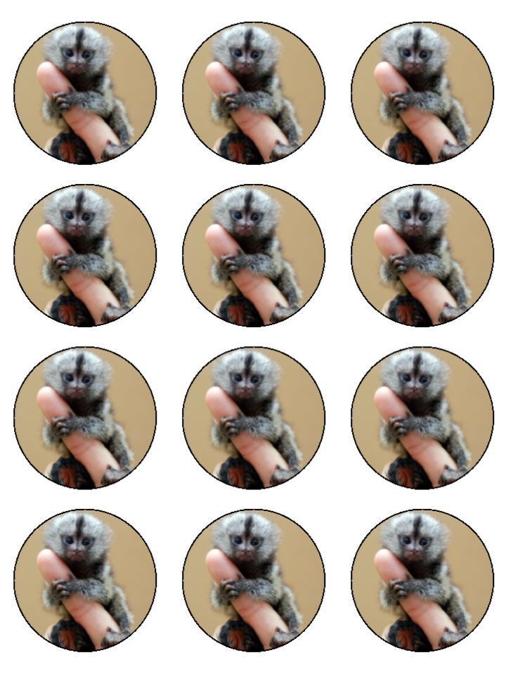 Marmoset finger monkey Edible Printed Cupcake Toppers Icing Sheet of 12 Toppers