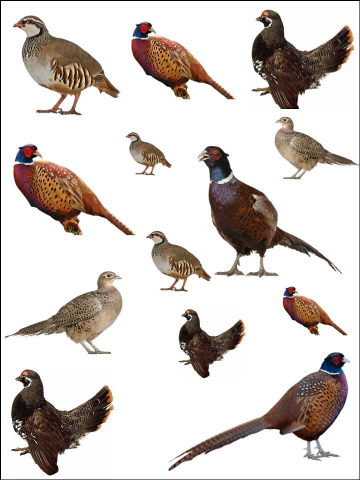 Game hunting bird pheasant partridge Edible Printed Cake Decor Topper Icing Sheet Toppers Decoration