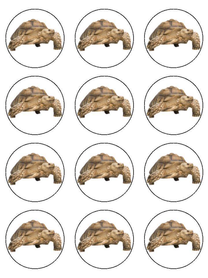 Tortoise pet animal Edible Printed Cupcake Toppers Icing Sheet of 12 Toppers