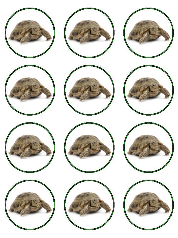 Russian tortoise pet Edible Printed Cupcake Toppers Icing Sheet of 12 Toppers