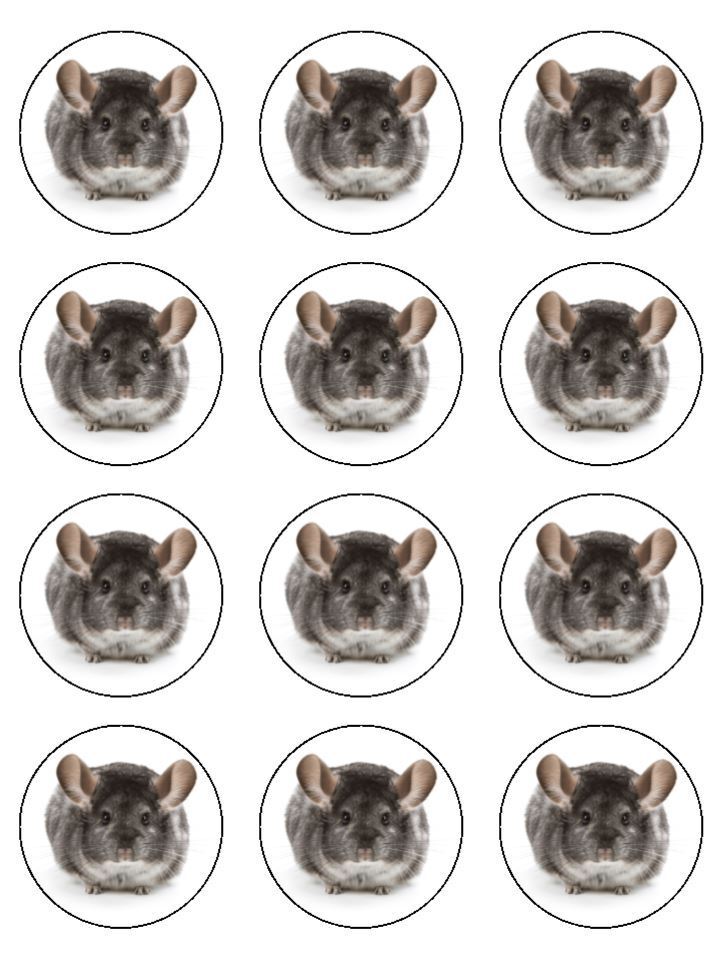 Chinchilla pet animal Edible Printed Cupcake Toppers Icing Sheet of 12 Toppers